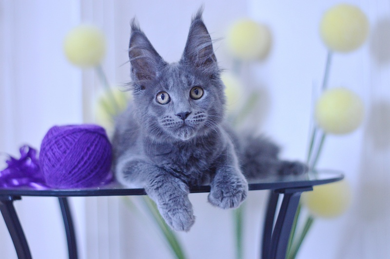 David Akbars - Kitten maine-coon 3 months 1.5 week