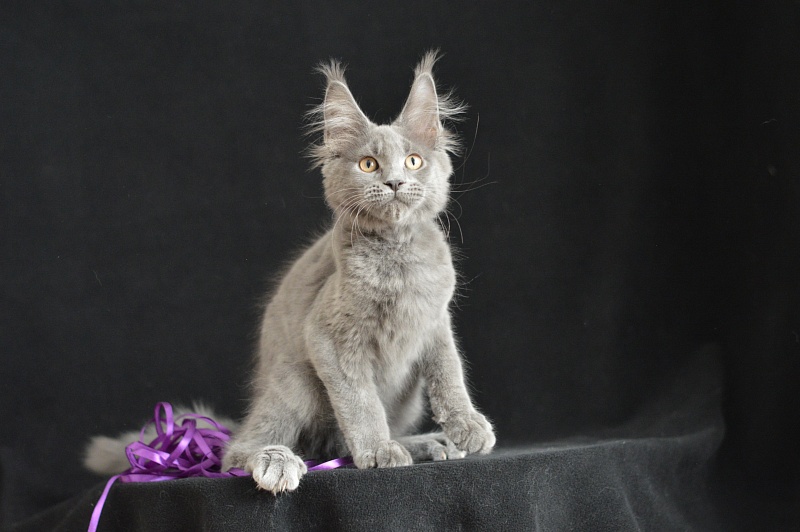 David Akbars - Kitten maine-coon 3 months 2.5 weeks