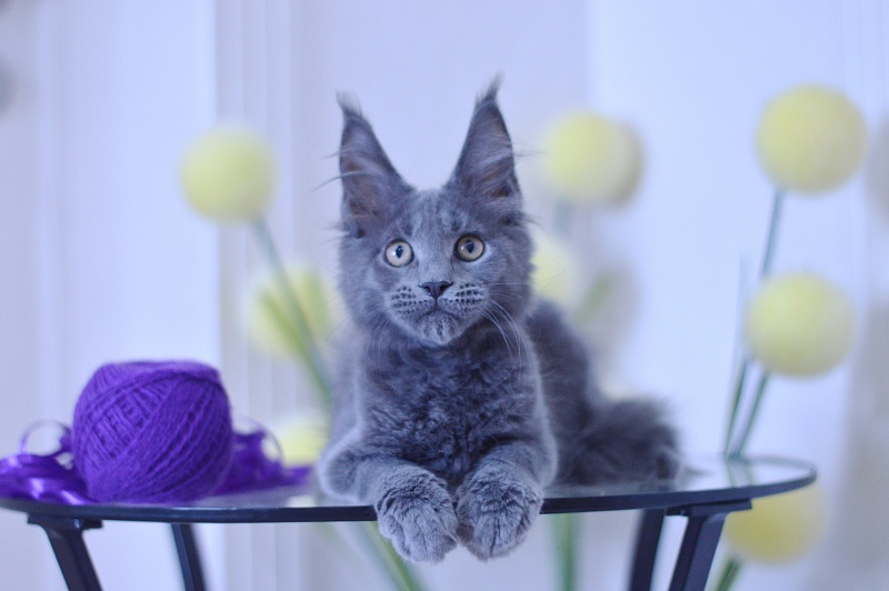 David Akbars - Kitten maine-coon 3 months 1.5 week