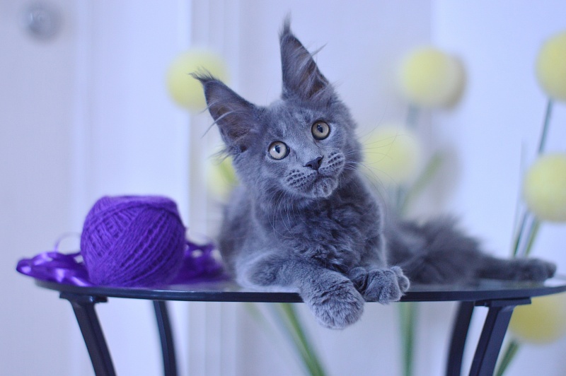 David Akbars - Kitten maine-coon 3 months 1.5 week