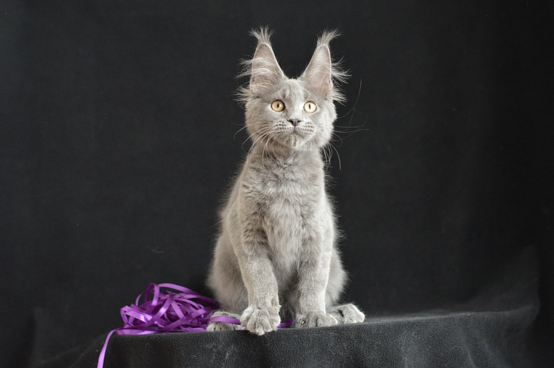 David Akbars - Kitten maine-coon 3 months 2.5 weeks