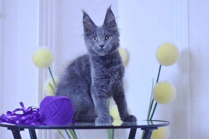 David Akbars - Kitten maine-coon 3 months 1.5 week