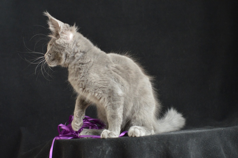 David Akbars - Kitten maine-coon 3 months 2.5 weeks