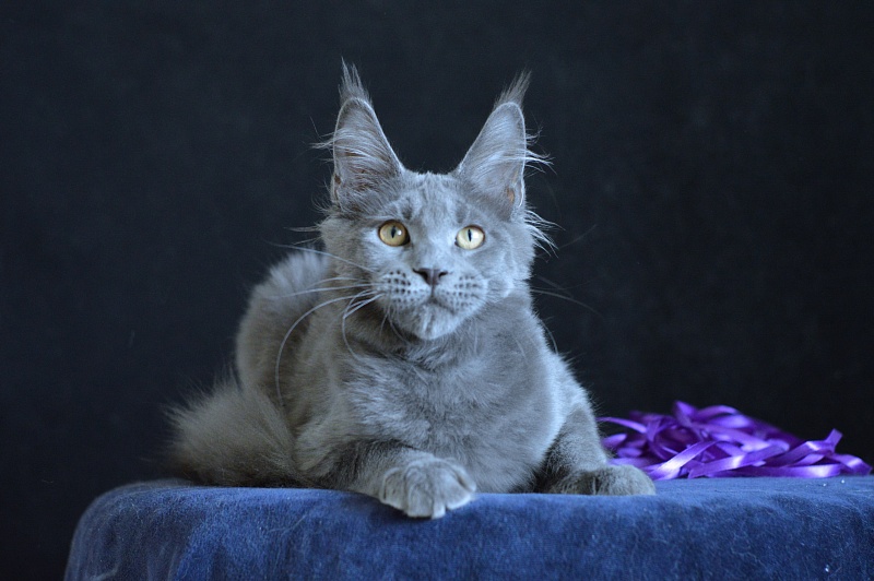 David Akbars - Kitten maine-coon 5 months