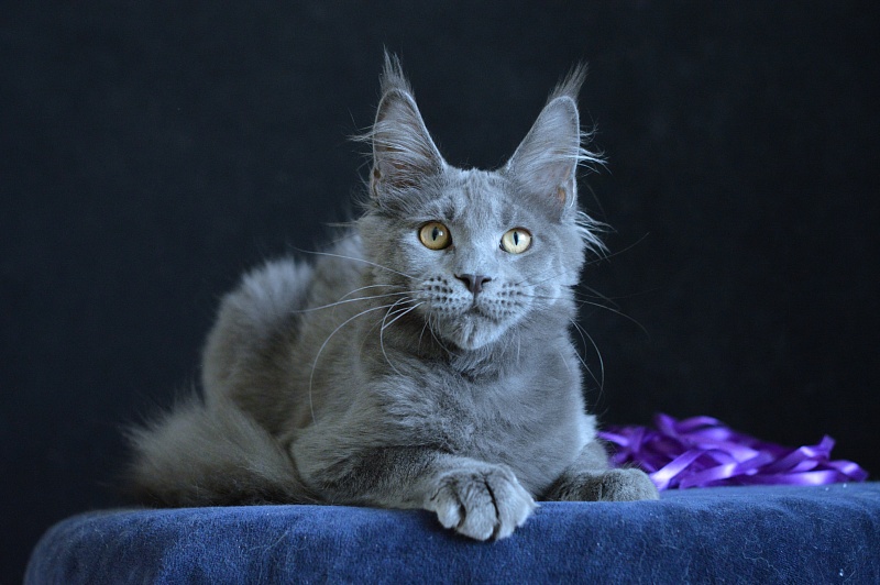 David Akbars - Kitten maine-coon 5 months