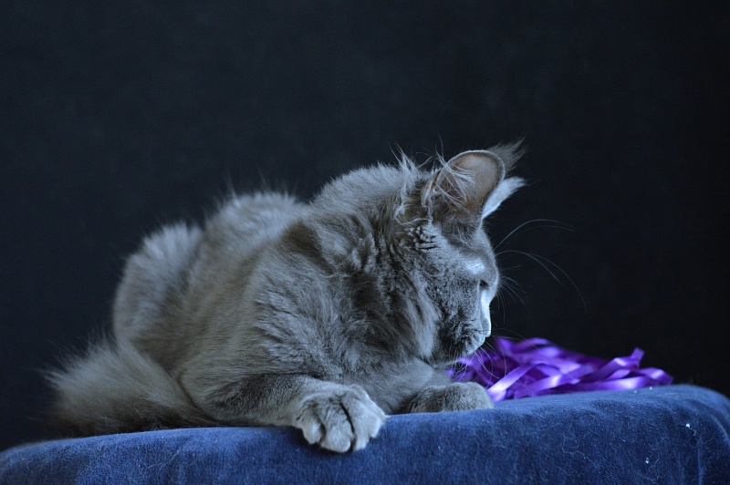 David Akbars - Kitten maine-coon 5 months