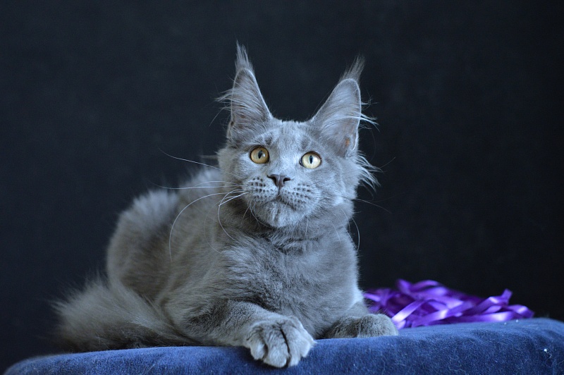 David Akbars - Kitten maine-coon 5 months