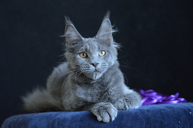 David Akbars - Kitten maine-coon 5 months