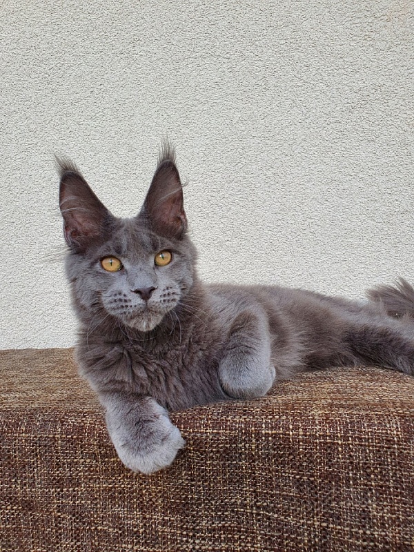 David Akbars - Kitten maine-coon 5 months 1 week