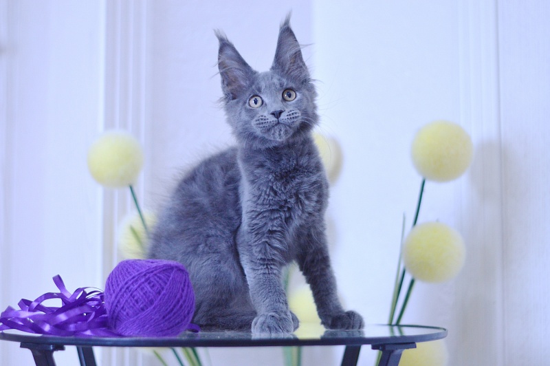 David Akbars - Kitten maine-coon 3 months 1.5 week