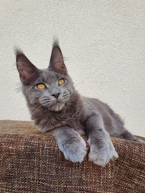 David Akbars - Kitten maine-coon 5 months 1 week