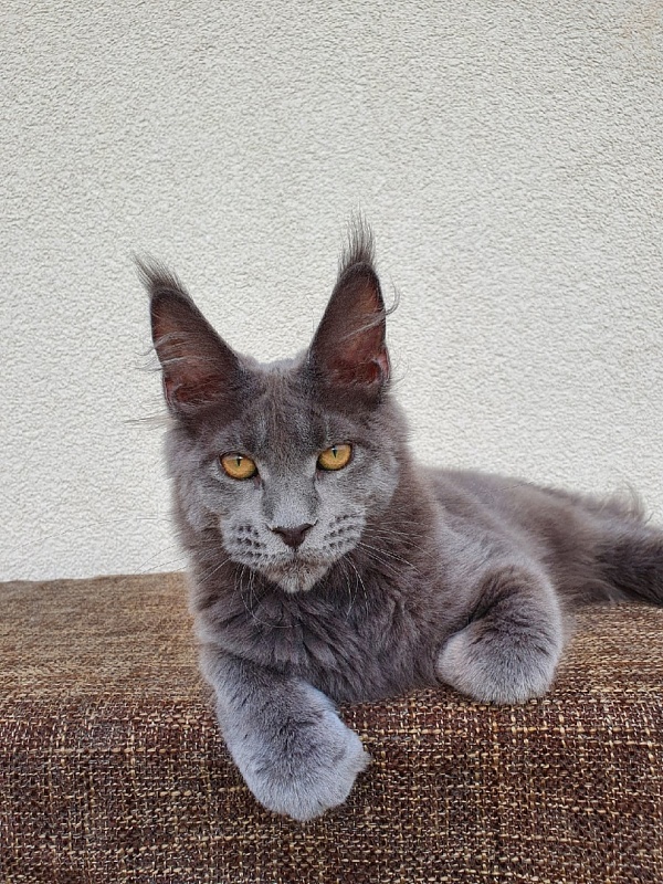 David Akbars - Kitten maine-coon 5 months 1 week