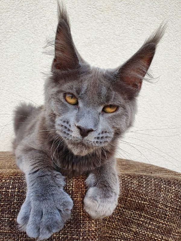 David Akbars - Kitten maine-coon 5 months 1 week