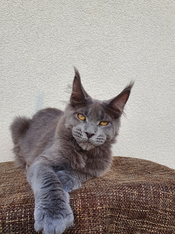 David Akbars - Kitten maine-coon 5 months 1 week