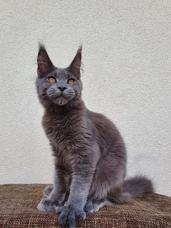 David Akbars - Kitten maine-coon 5 months 1 week