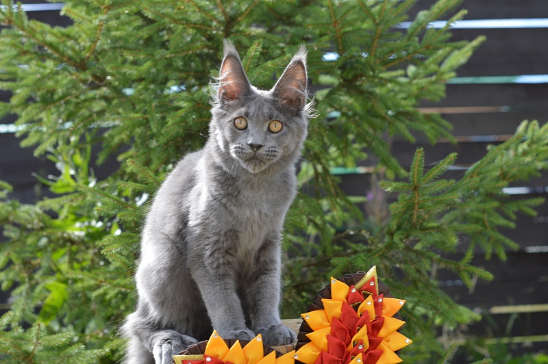 David Akbars - Kitten maine-coon 5 months 1 week