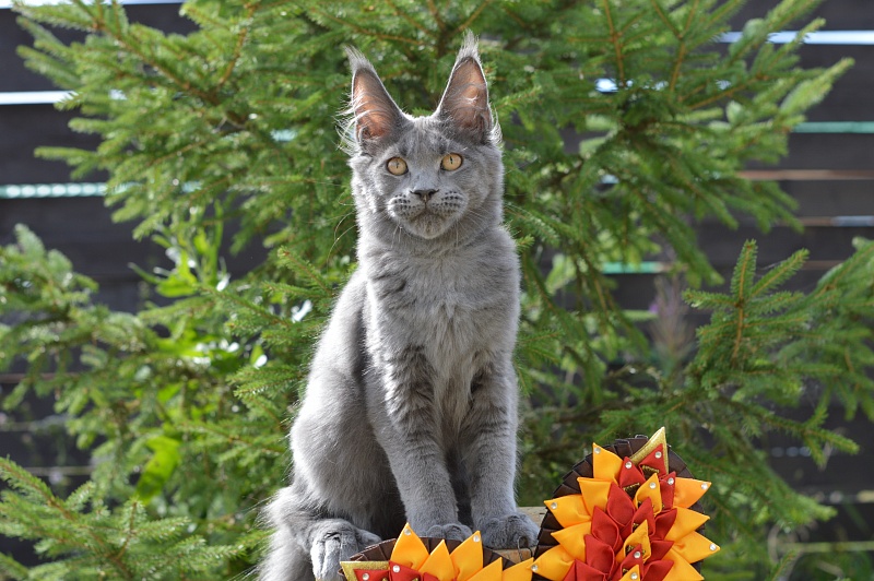 David Akbars - Kitten maine-coon 5 months 1 week