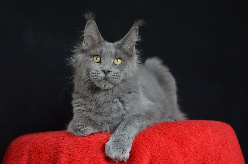 David Akbars - Junior maine-coon 7 months