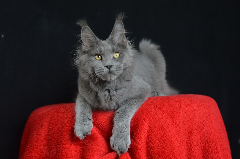 David Akbars - Junior maine-coon 7 months