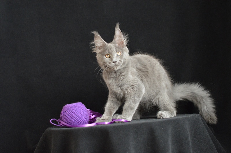 David Akbars - Kitten maine-coon 3 months 2.5 weeks