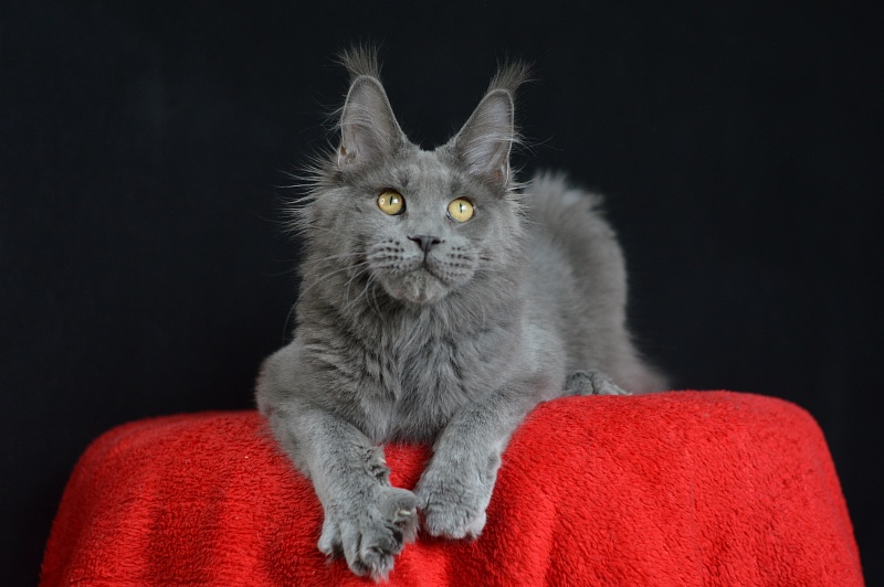 David Akbars - Junior maine-coon 7 months