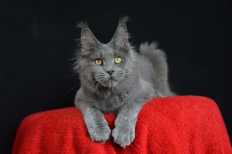 David Akbars - Junior maine-coon 7 months