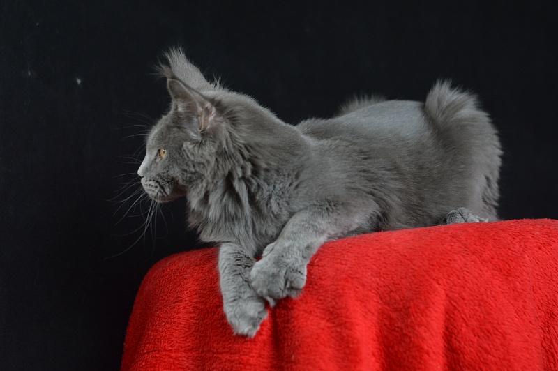 David Akbars - Junior maine-coon 7 months