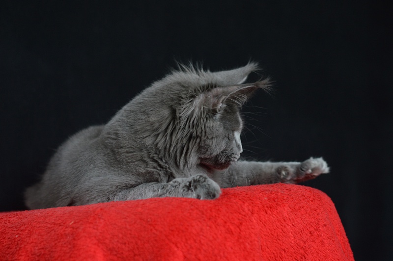 David Akbars - Junior maine-coon 7 months