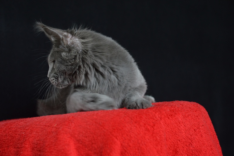 David Akbars - Junior maine-coon 7 months