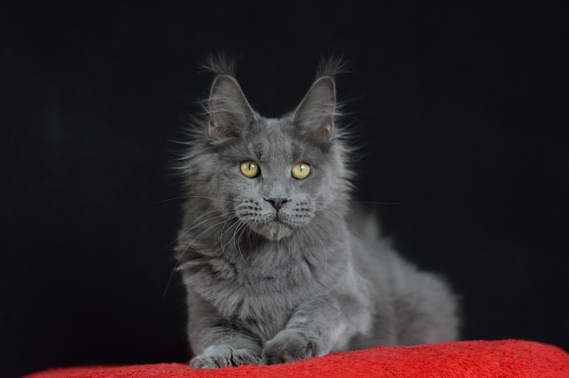 David Akbars - Junior maine-coon 7 months