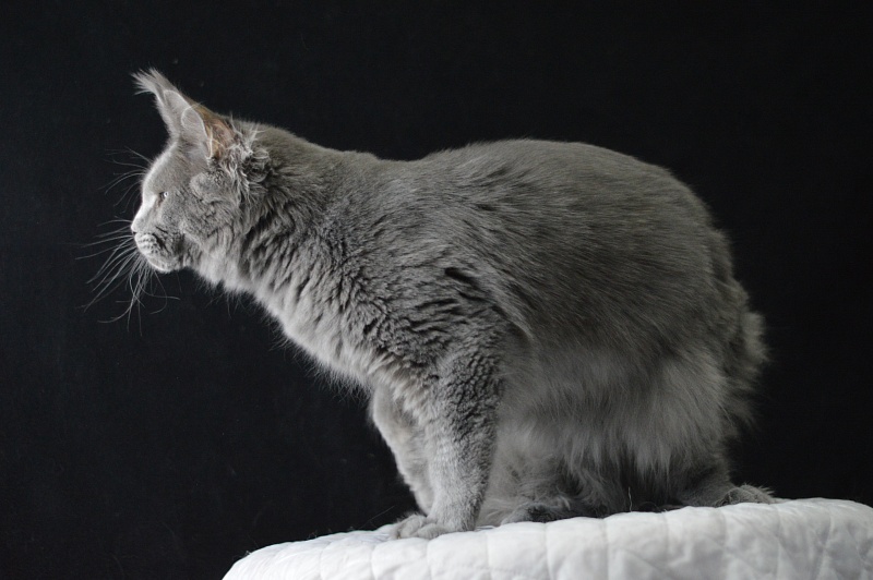 David Akbars - Junior maine-coon 7 months 2 weeks