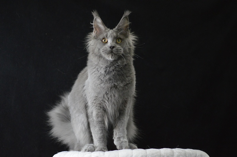 David Akbars - Junior maine-coon 7 months 2 weeks