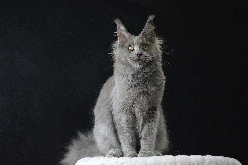 David Akbars - Junior maine-coon 7 months 2 weeks
