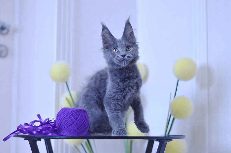 David Akbars - Kitten maine-coon 3 months 1.5 week