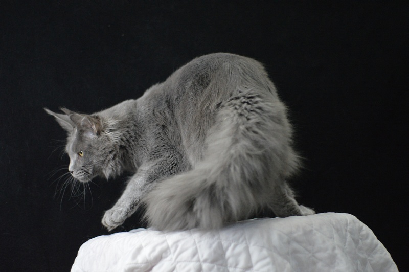 David Akbars - Junior maine-coon 7 months 2 weeks