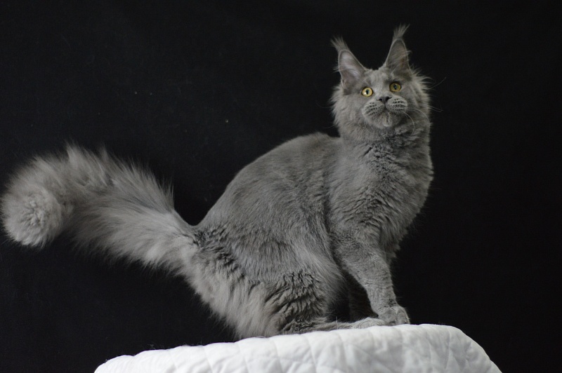 David Akbars - Junior maine-coon 7 months 2 weeks