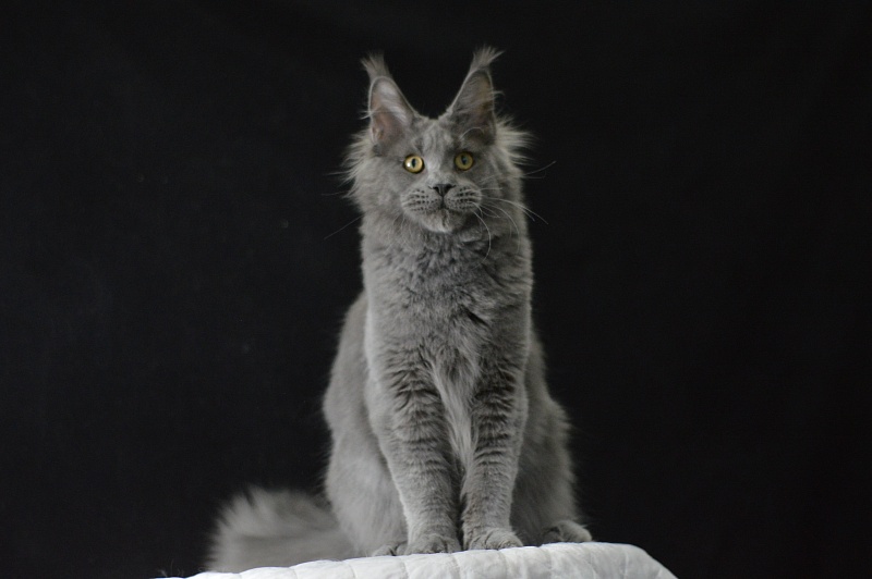 David Akbars - Junior maine-coon 7 months 2 weeks
