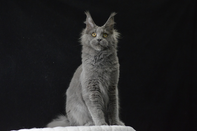 David Akbars - Junior maine-coon 7 months 2 weeks