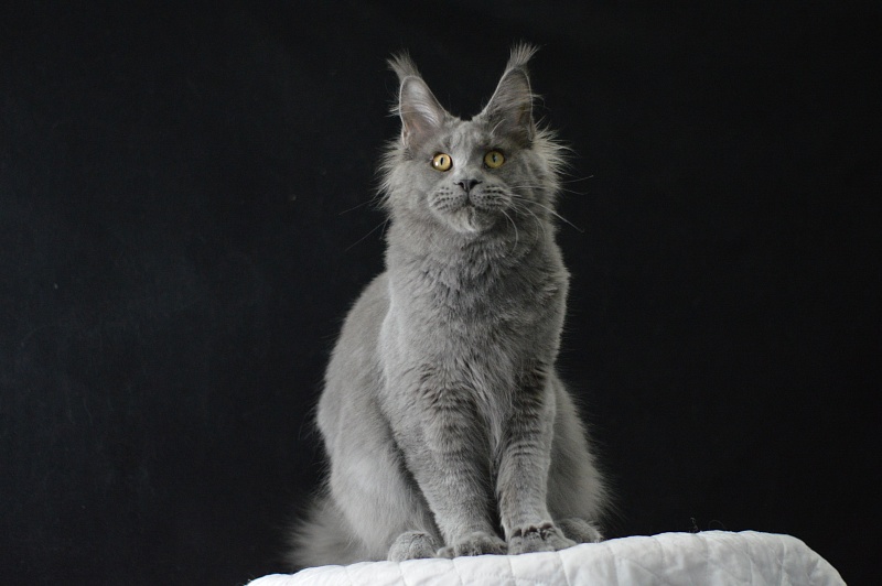 David Akbars - Junior maine-coon 7 months 2 weeks