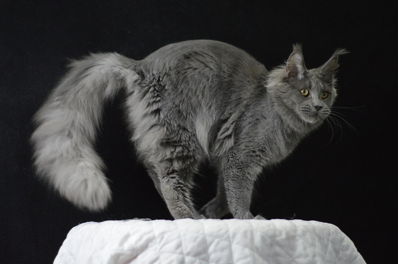 David Akbars - Junior maine-coon 7 months 2 weeks