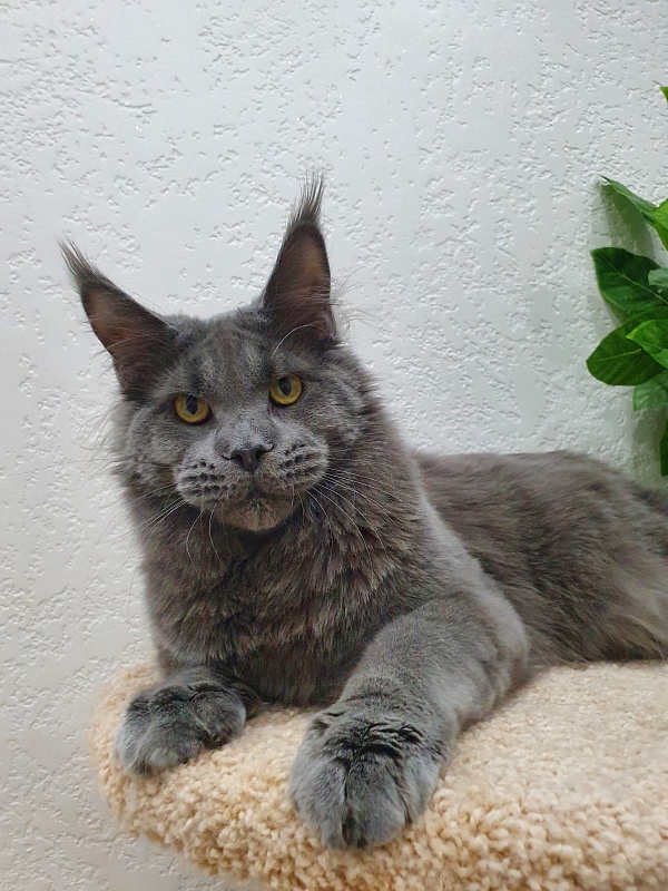 David Akbars - Adult maine-coon 10 months 1.5 week