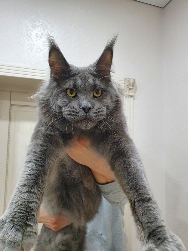 David Akbars - Adult maine-coon 10 months 1.5 week