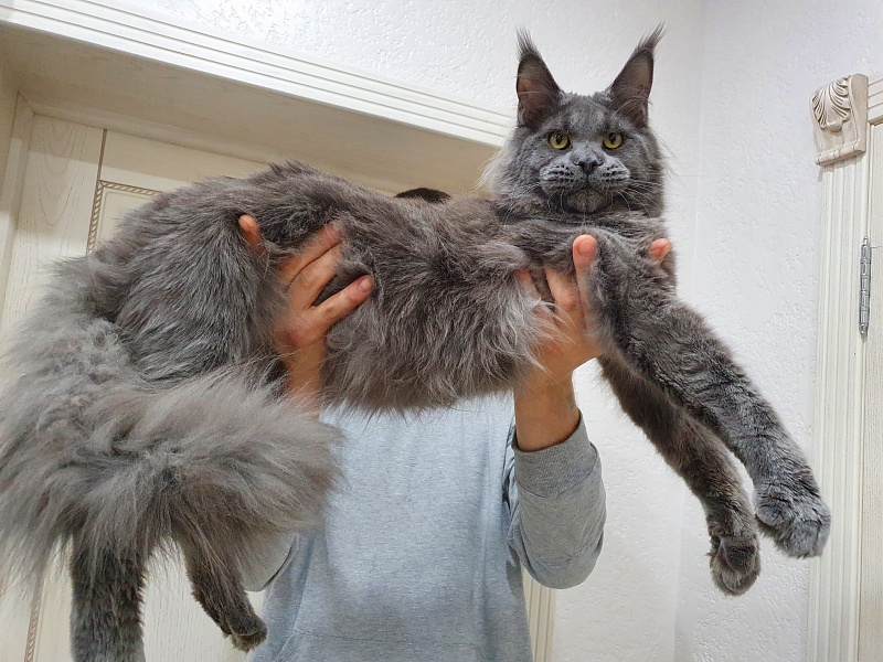 David Akbars - Adult maine-coon 10 months 1.5 week