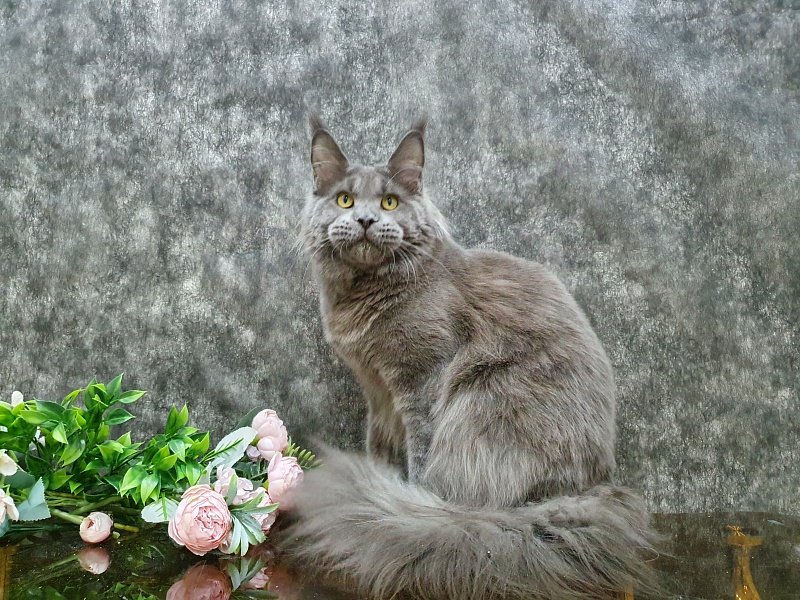 David Akbars - Adult maine-coon 10 months 1.5 week