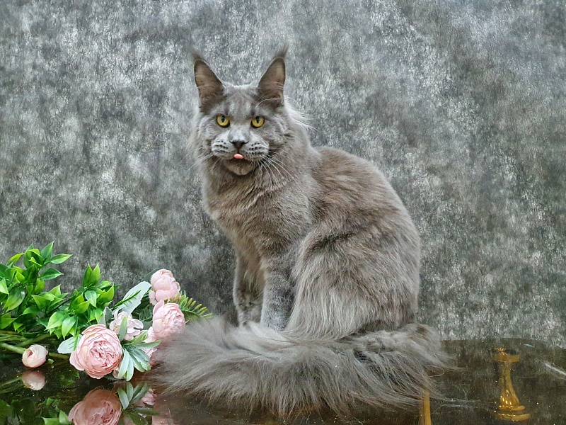 David Akbars - Adult maine-coon 10 months 1.5 week