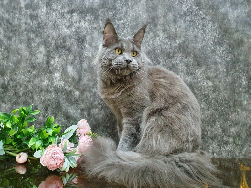 David Akbars - Adult maine-coon 10 months 1.5 week