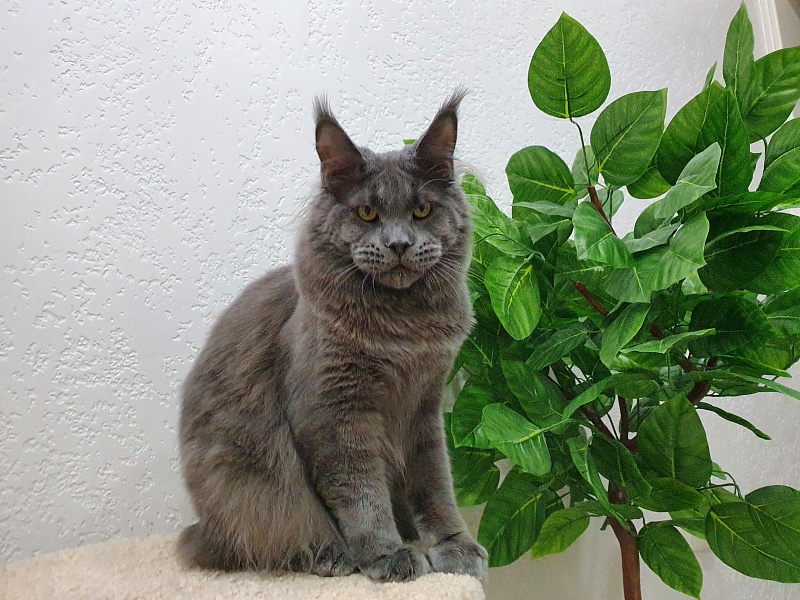 David Akbars - Adult maine-coon 10 months 1.5 week