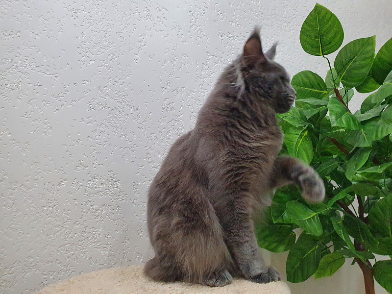 David Akbars - Adult maine-coon 10 months 1.5 week