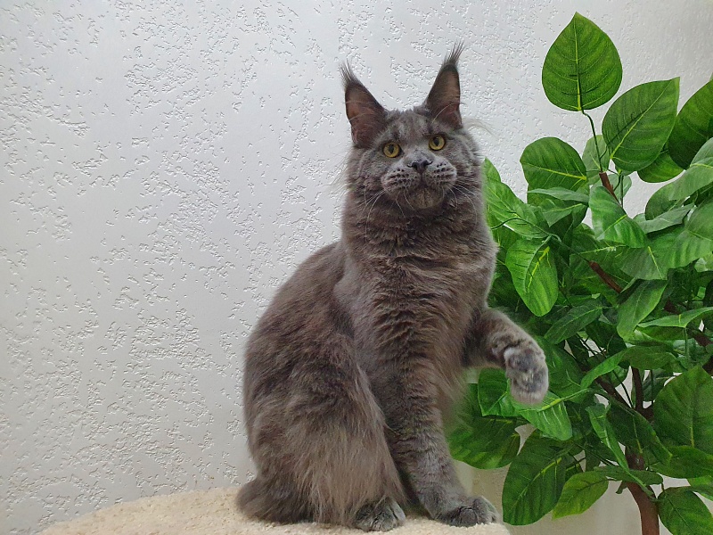 David Akbars - Adult maine-coon 10 months 1.5 week