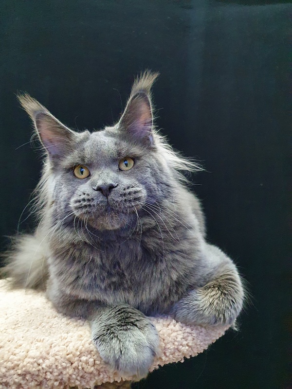 David Akbars - Adult maine-coon 11 months 3 weeks